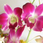 Orchidea_2013 (2)